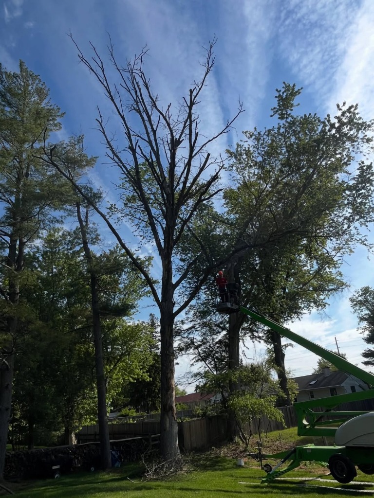 High-access arborist lift operations