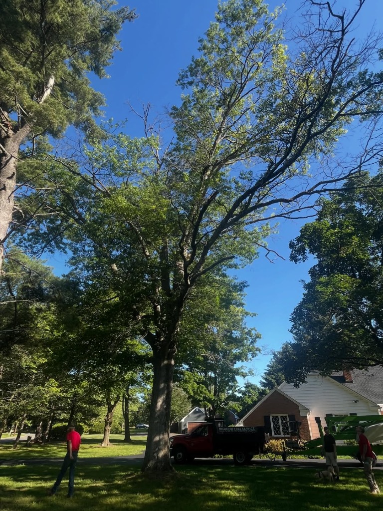 Tree service project