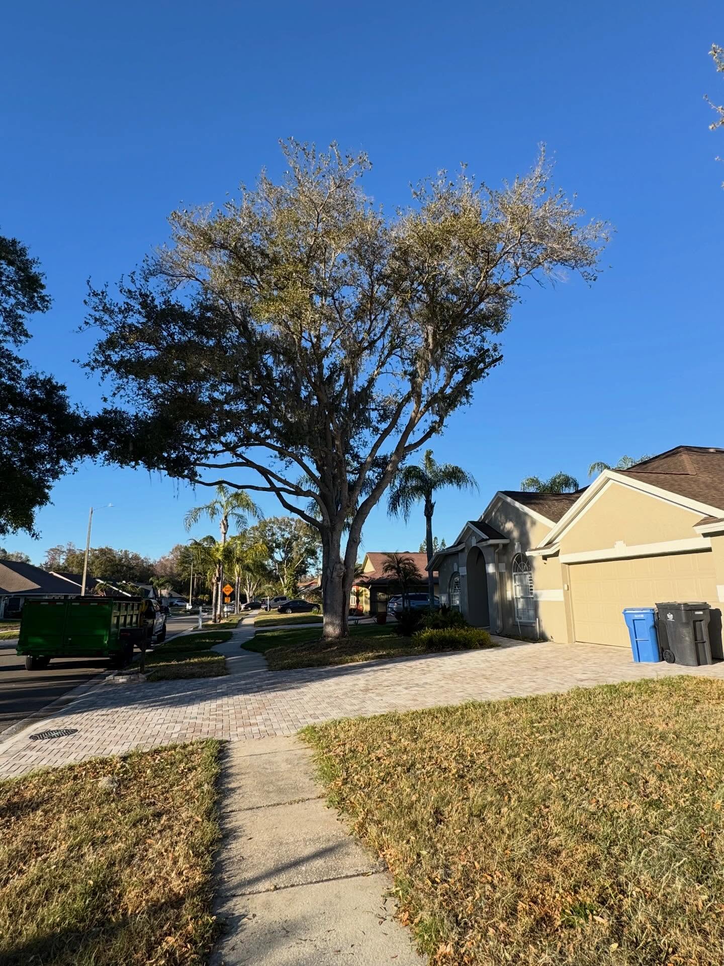 Mature oak after removal and cleanup on a Land O' Lakes, FL property