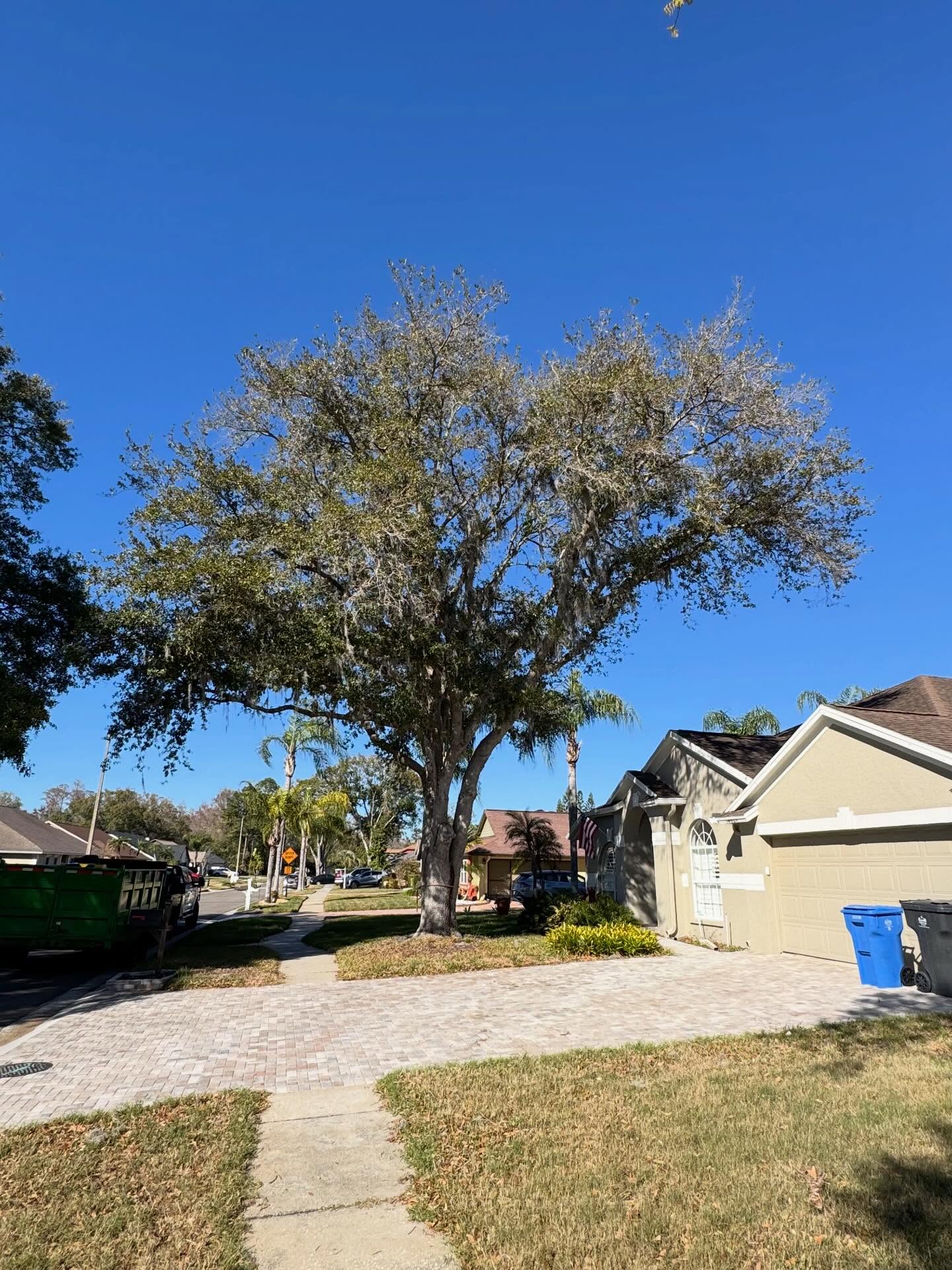 Mature oak before removal on a Land O' Lakes, FL property