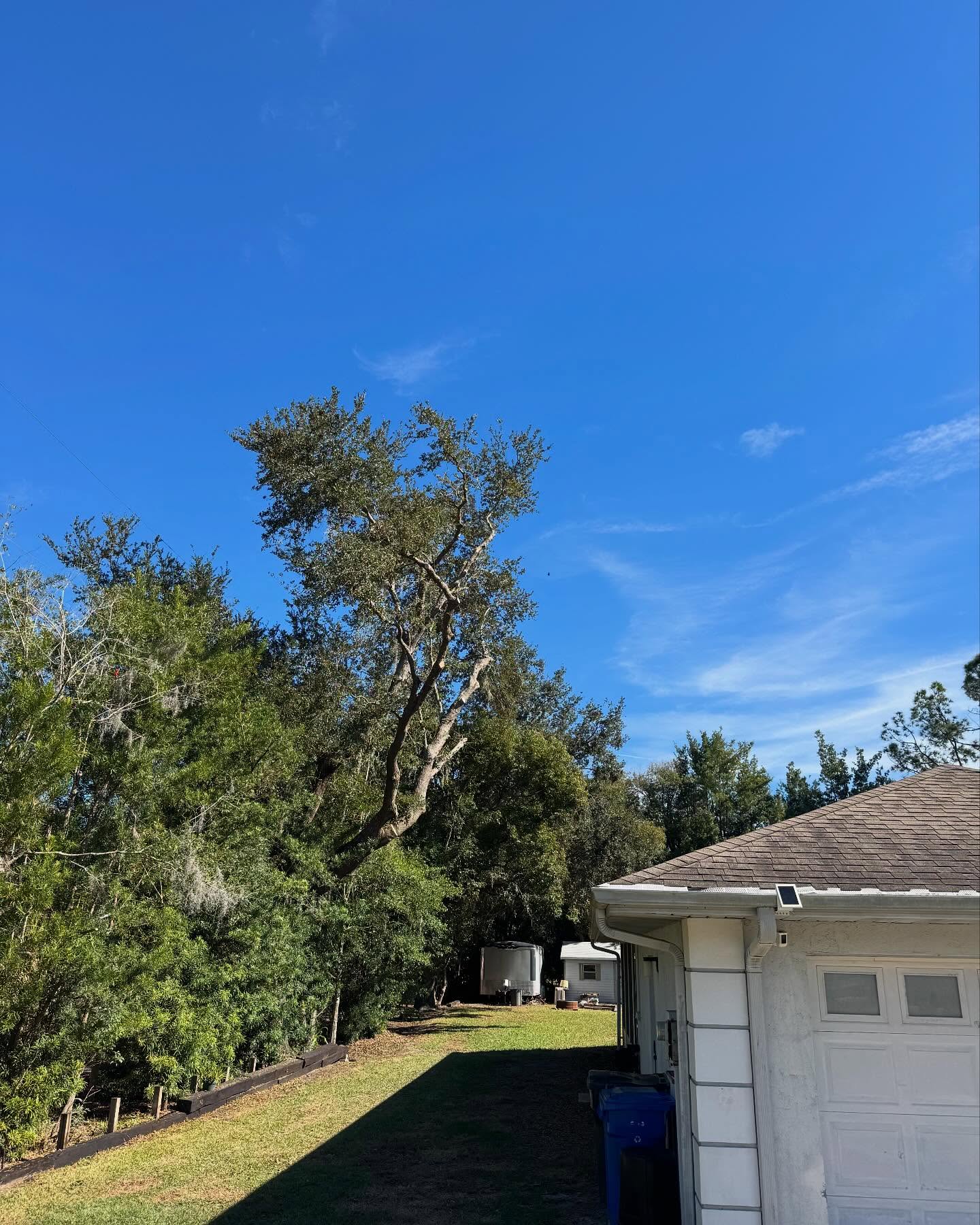 Stump grinding stage two on a Land O' Lakes, FL property